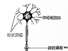 neuron